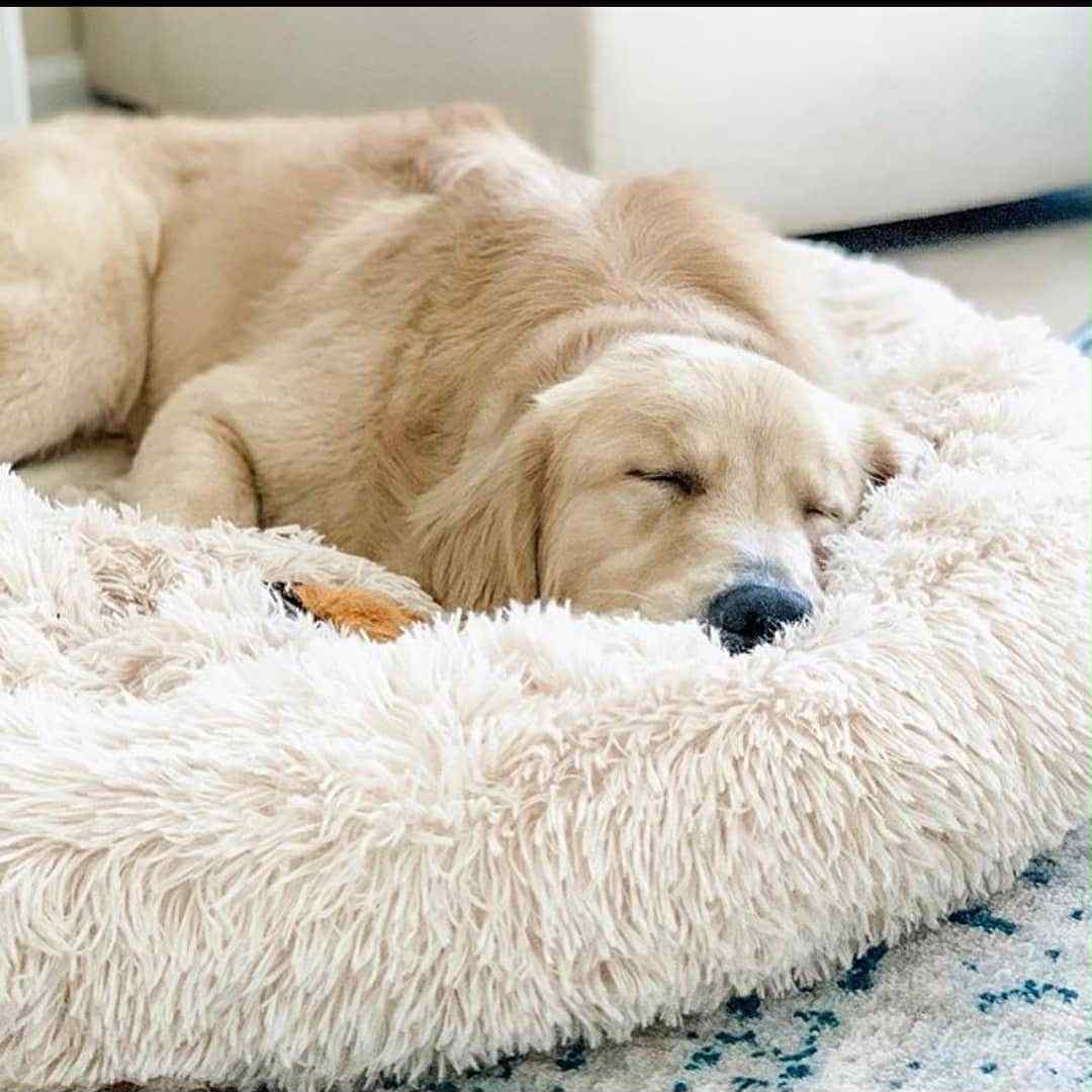 Beignet Lit Pour Chiens Et Chats