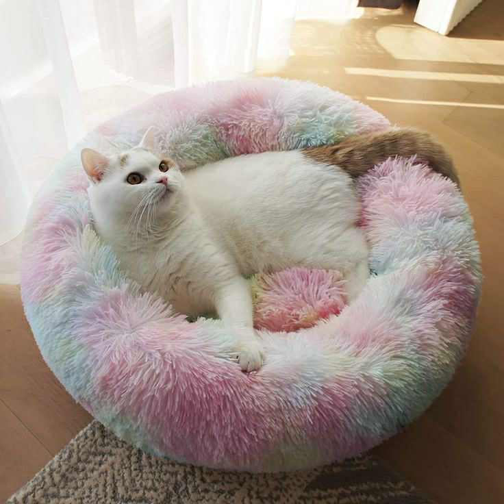 Beignet Lit Pour Chiens Et Chats